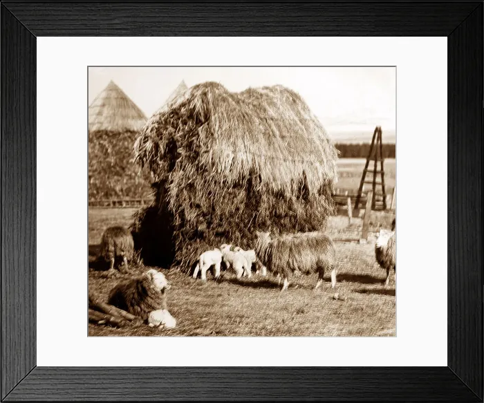 Framed Print : Haystacks in an English farmyard, Victorian period Framed Print : Haystacks in an English farmyard, Victorian period