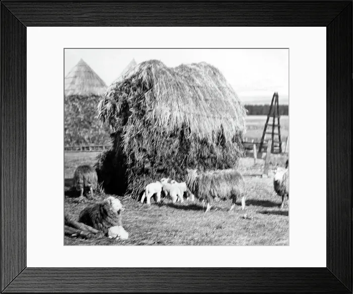 Framed Print : Haystacks in an English farmyard, Victorian period Framed Print : Haystacks in an English farmyard, Victorian period