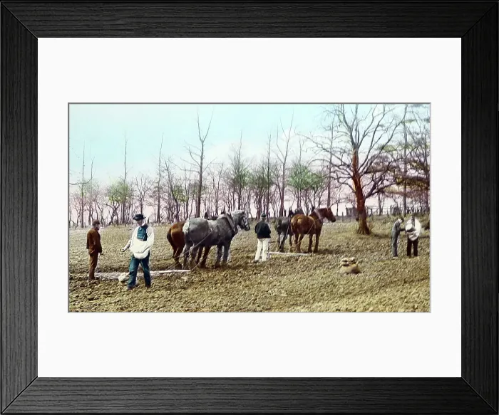 Framed Print : Sowing seed and harrowing, Victorian period Framed Print : Sowing seed and harrowing, Victorian period