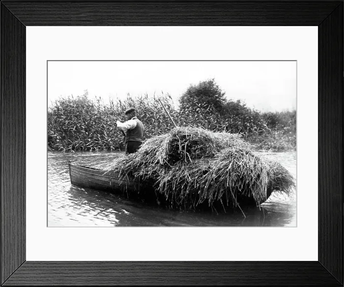 Framed Print : Water reed cutter, East Anglia, early 1900s Framed Print : Water reed cutter, East Anglia, early 1900s
