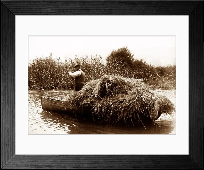 Framed Print : Water reed cutter, East Anglia, early 1900s Framed Print : Water reed cutter, East Anglia, early 1900s