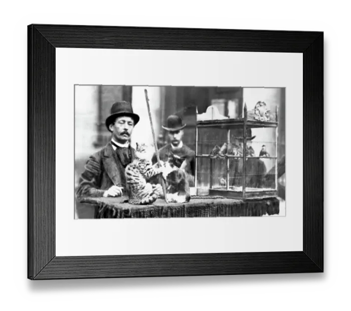Framed Print : Street entertainer with performing cats, Victorian period Framed Print : Street entertainer with performing cats, Victorian period