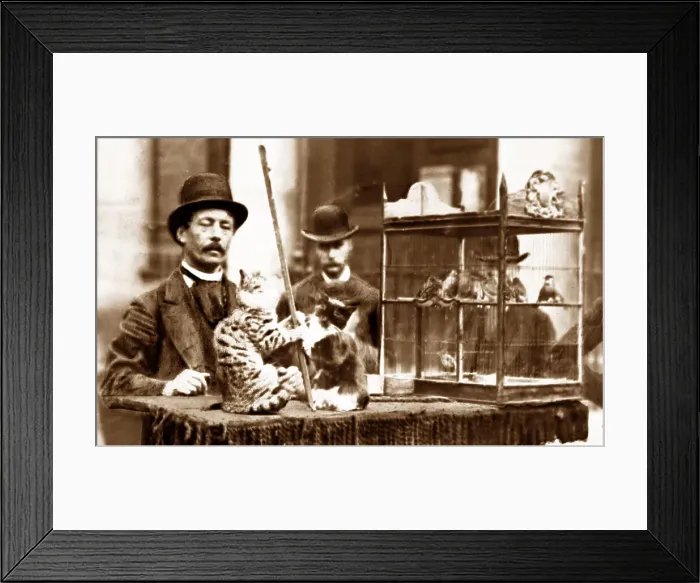 Framed Print : Street entertainer with performing cats, Victorian period Framed Print : Street entertainer with performing cats, Victorian period