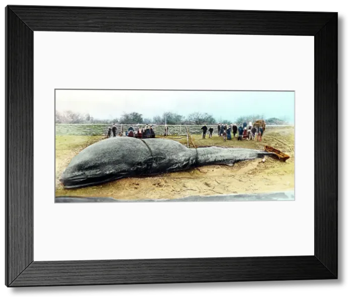 Framed Print : A beached whale, UK, Victorian period Framed Print : A beached whale, UK, Victorian period