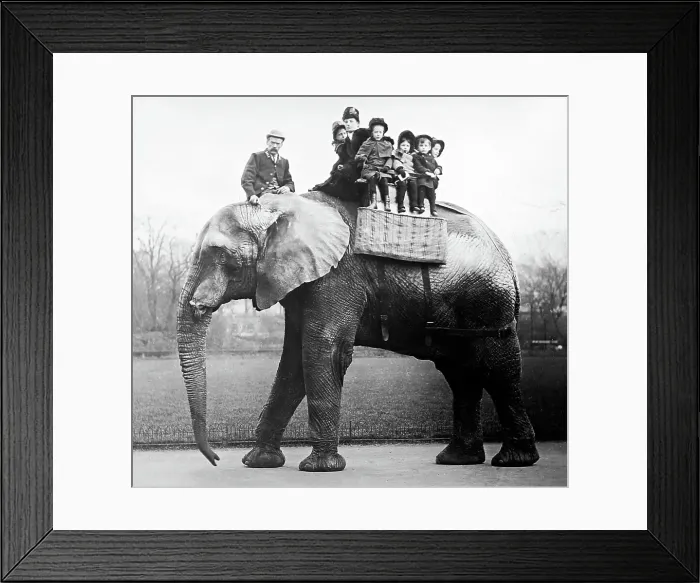 Framed Print : Jumbo the elephant Framed Print : Jumbo the elephant