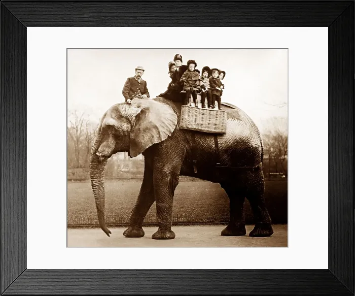 Framed Print : Jumbo the elephant Framed Print : Jumbo the elephant