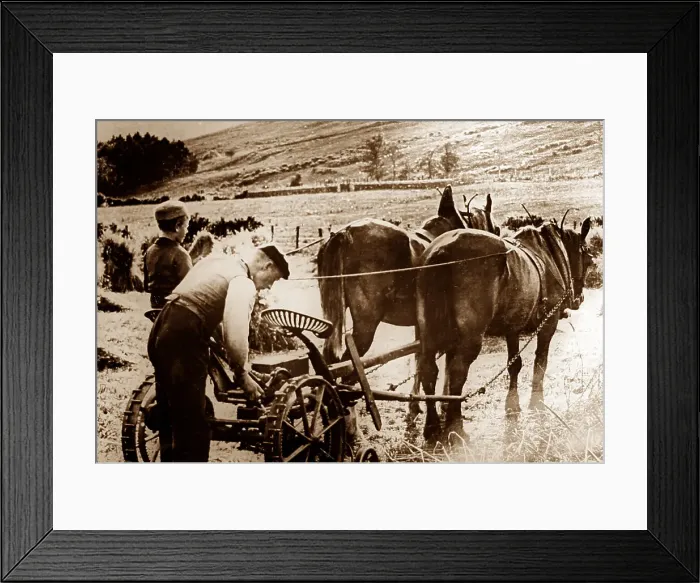 Framed Print : Farming in the Highlands of Scotland, early 1900s Framed Print : Farming in the Highlands of Scotland, early 1900s