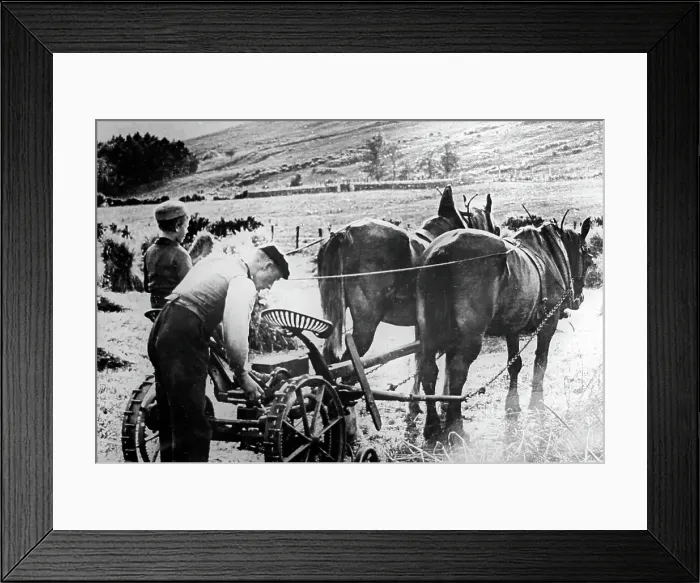 Framed Print : Farming in the Highlands of Scotland, early 1900s Framed Print : Farming in the Highlands of Scotland, early 1900s