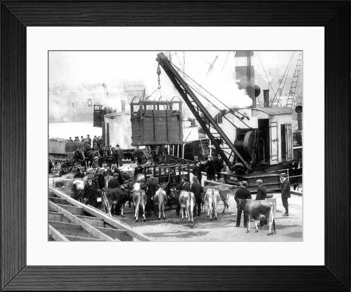 Framed Print : Shipping Cows, Jersey Framed Print : Shipping Cows, Jersey