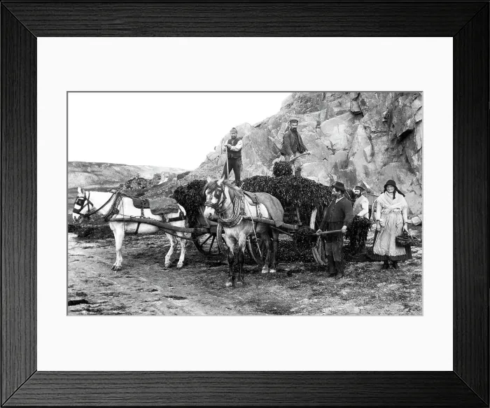 Framed Print : Seaweed gatherers, Jersey Framed Print : Seaweed gatherers, Jersey