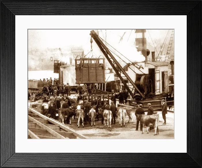 Framed Print : Shipping Cows, Jersey Framed Print : Shipping Cows, Jersey
