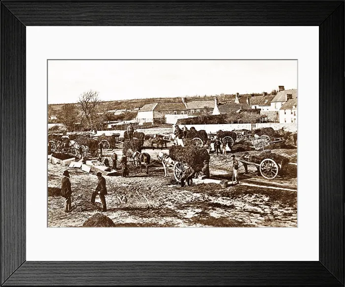 Framed Print : Le Hocq seaweed gathering, Jersey Framed Print : Le Hocq seaweed gathering, Jersey