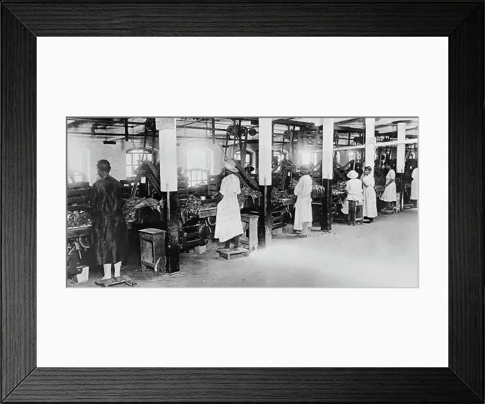 Framed Print : Processing tobacco at a plantation in Virginia, USA Framed Print : Processing tobacco at a plantation in Virginia, USA