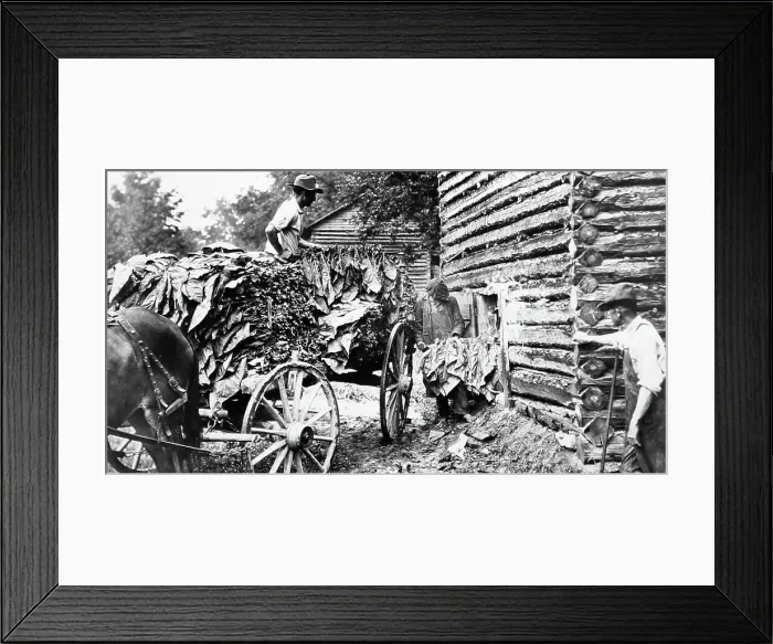 Framed Print : Delivering plants to a curing barn, Tobacco plantation, USA Framed Print : Delivering plants to a curing barn, Tobacco plantation, USA