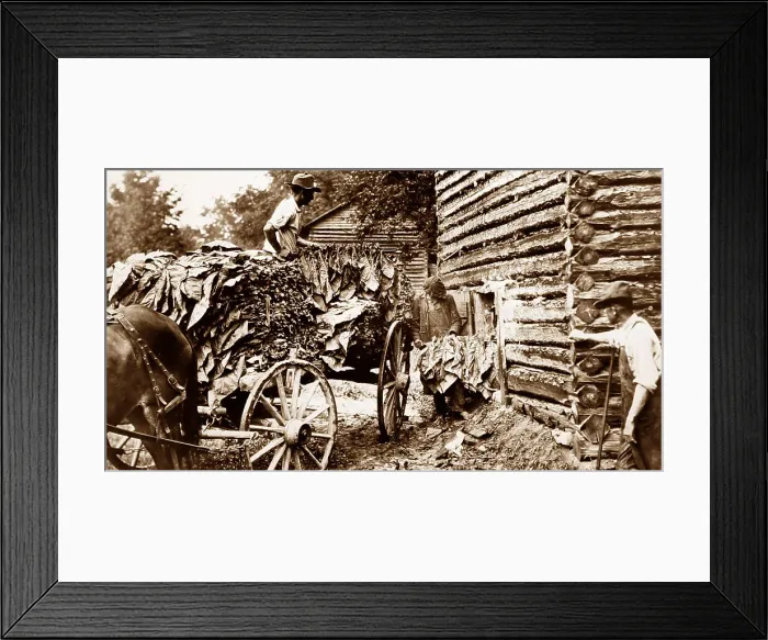 Framed Print : Delivering plants to a curing barn, Tobacco plantation, USA Framed Print : Delivering plants to a curing barn, Tobacco plantation, USA