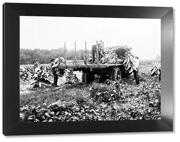 Harvesting tobacco plants at a plantation, Virginia, USA