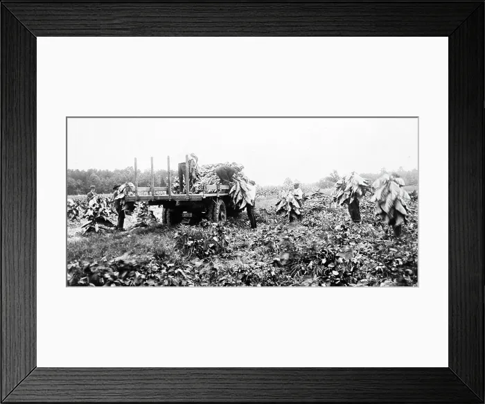 Framed Print : Harvesting tobacco plants at a plantation, Virginia, USA Framed Print : Harvesting tobacco plants at a plantation, Virginia, USA
