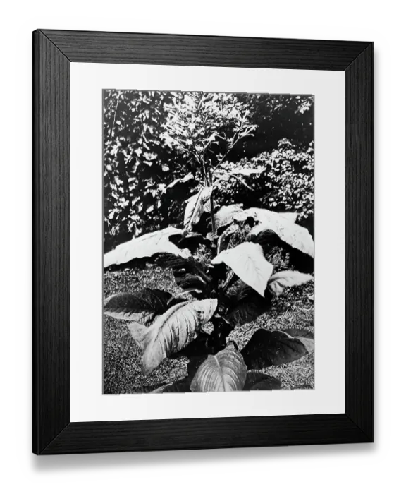 Framed Print : Tobacco plant in bloom Tobacco plantation in Virginia USA Framed Print : Tobacco plant in bloom Tobacco plantation in Virginia USA