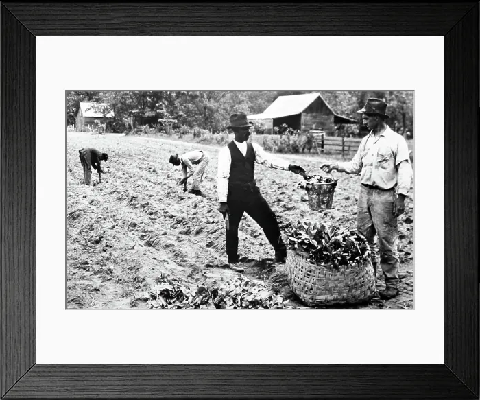 Framed Print : Transplanting tobacco plants at a plantation, Virginia, USA Framed Print : Transplanting tobacco plants at a plantation, Virginia, USA
