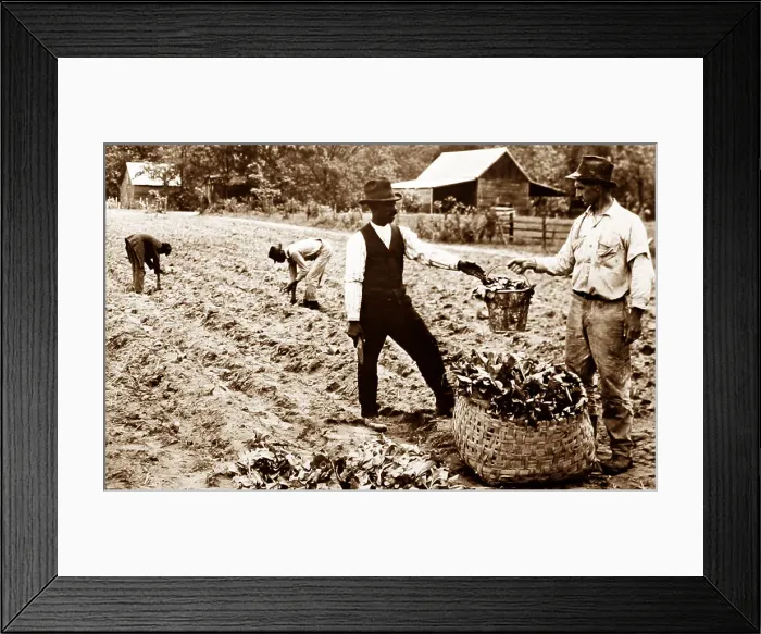 Framed Print : Transplanting tobacco plants at a plantation, Virginia, USA Framed Print : Transplanting tobacco plants at a plantation, Virginia, USA