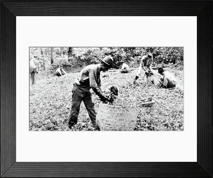 Framed Print : Removing tobacco plants from a bed at a plantation, Virginia Framed Print : Removing tobacco plants from a bed at a plantation, Virginia