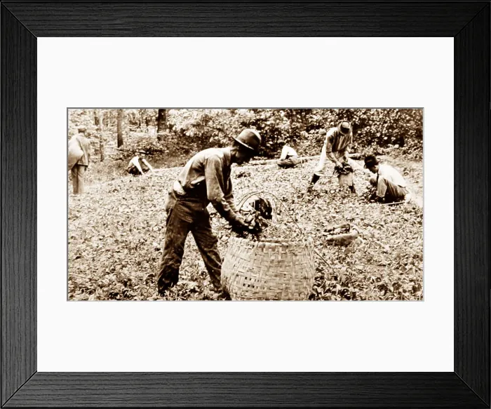 Framed Print : Removing tobacco plants from a bed at a plantation, Virginia Framed Print : Removing tobacco plants from a bed at a plantation, Virginia