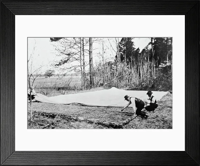 Framed Print : Examining tobacco plants at a plantation, Virginia, USA Framed Print : Examining tobacco plants at a plantation, Virginia, USA