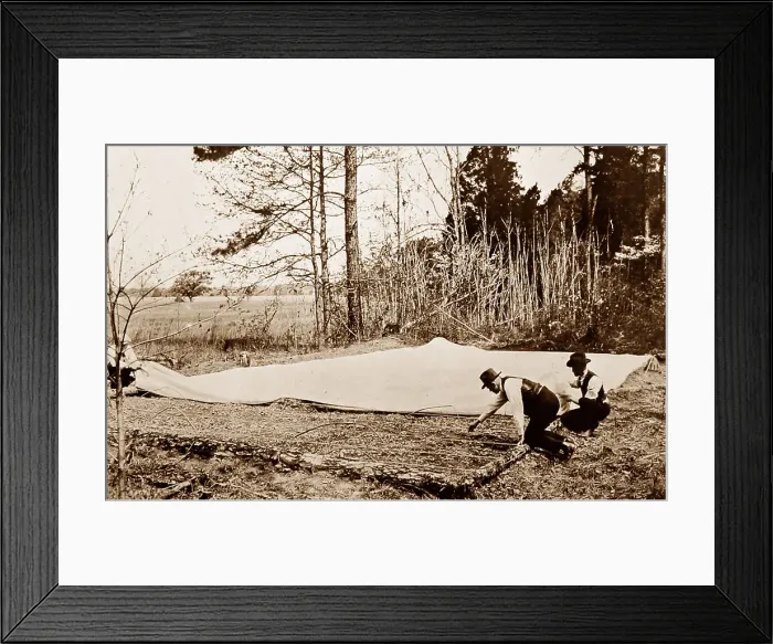 Framed Print : Examining tobacco plants at a plantation, Virginia, USA Framed Print : Examining tobacco plants at a plantation, Virginia, USA