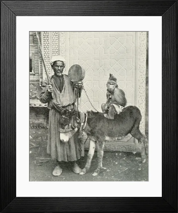Framed Print : Itinerant musician with monkey and donkey, Cairo, Egypt Framed Print : Itinerant musician with monkey and donkey, Cairo, Egypt