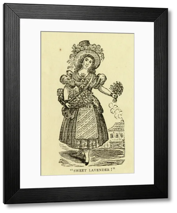 Framed Print : Sweet Lavender! Cries of London Framed Print : Sweet Lavender! Cries of London