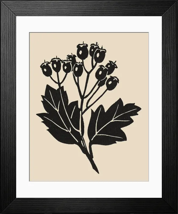 Framed Print : Rose Hips. Lino cut of rose hips pattern. Artist: Anon. Date: 1930s Framed Print : Rose Hips. Lino cut of rose hips pattern. Artist: Anon. Date: 1930s