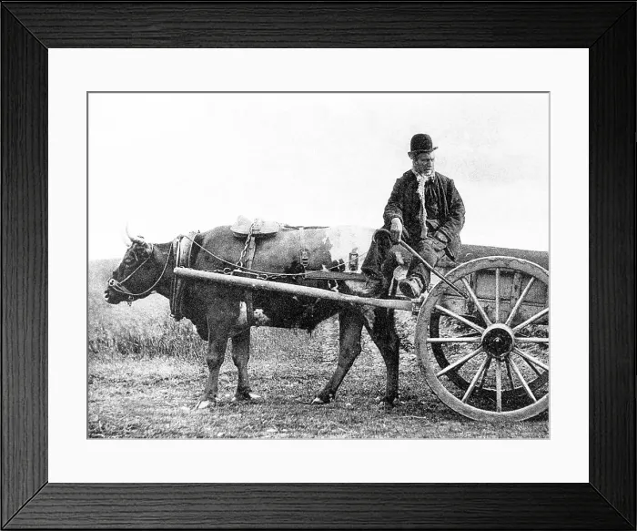 Framed Print : Bullock cart, Ireland Framed Print : Bullock cart, Ireland