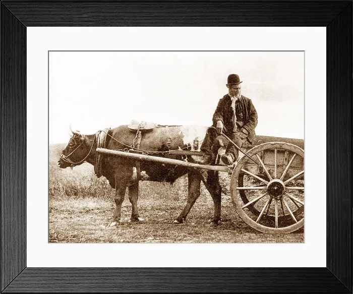 Framed Print : Irish Bullock Cart early 1900s Framed Print : Irish Bullock Cart early 1900s