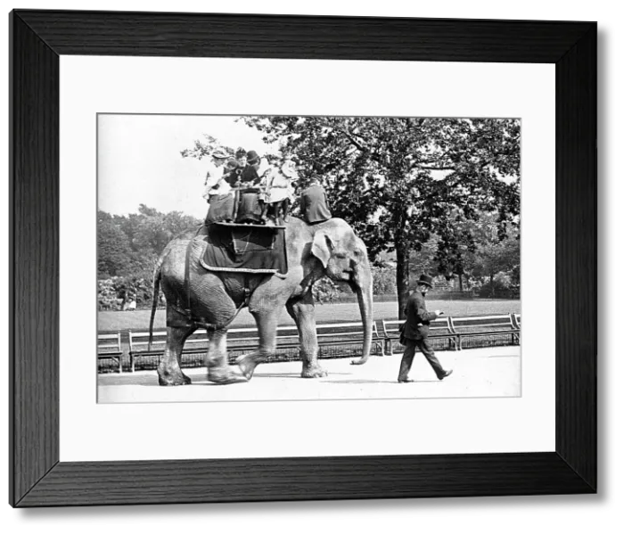 Framed Print : Elephant Ride at the Zoo Victorian period Framed Print : Elephant Ride at the Zoo Victorian period