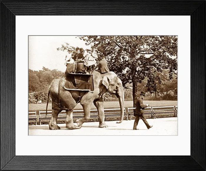 Framed Print : Elephant ride at Regents Park London Zoo Framed Print : Elephant ride at Regents Park London Zoo