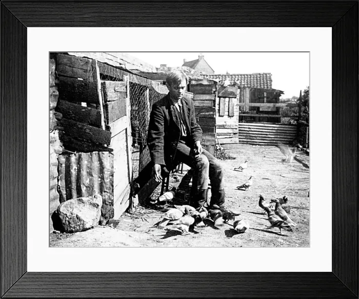 Framed Print : Pigeon fancier Framed Print : Pigeon fancier