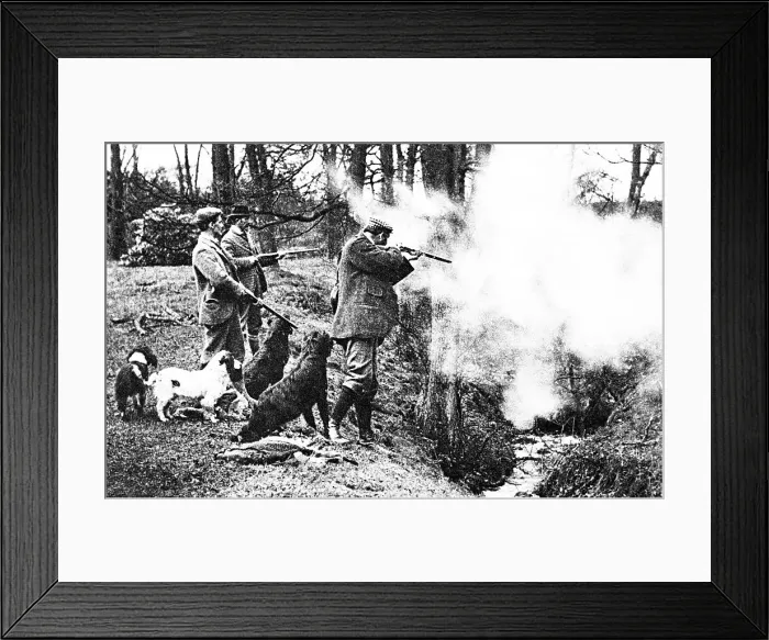 Framed Print : Shooting rabbits early 1900s Framed Print : Shooting rabbits early 1900s