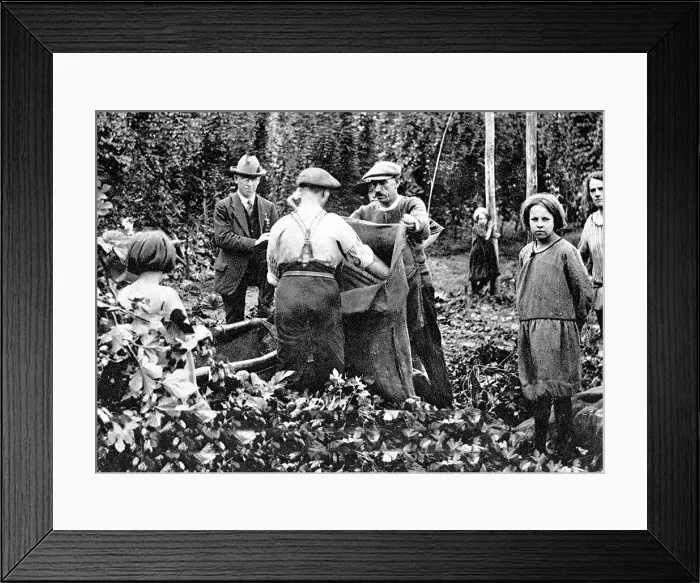 Framed Print : Hop Picking early 1900s Framed Print : Hop Picking early 1900s