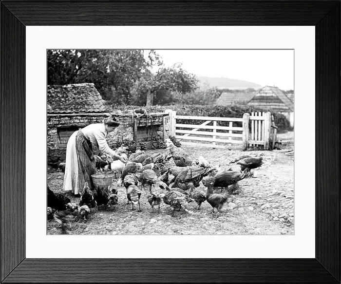Framed Print : Feeding chickens on a farm Framed Print : Feeding chickens on a farm