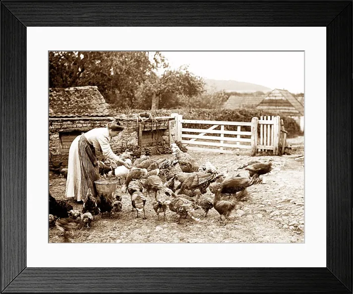 Framed Print : Farming feeding chickens early 1900s