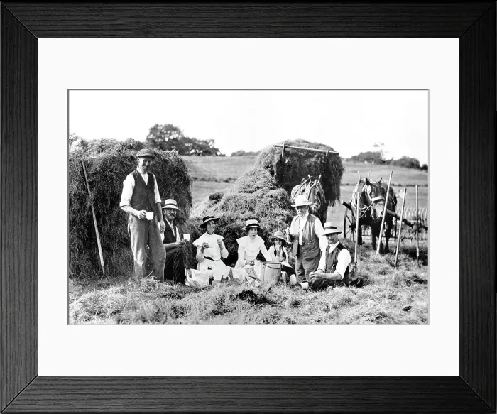 Framed Print : Haymaking early 1900s Framed Print : Haymaking early 1900s