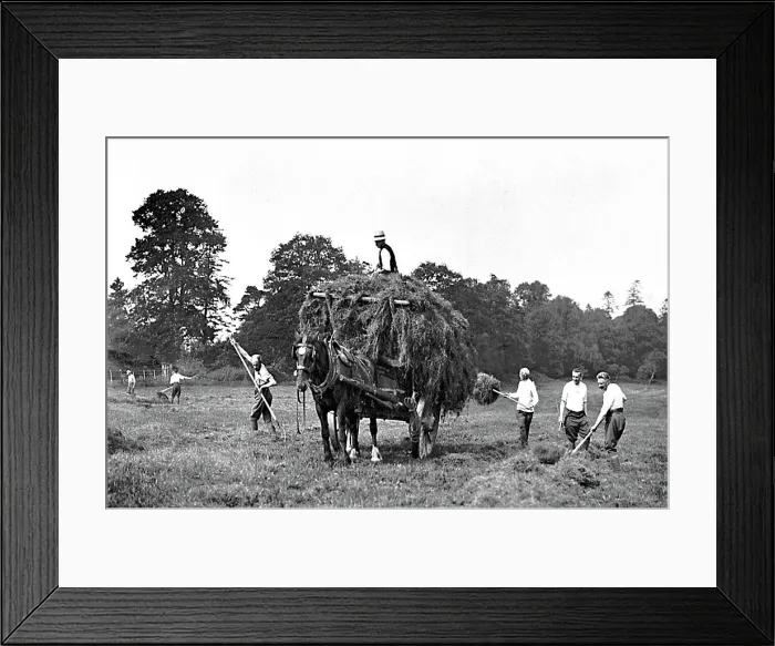 Framed Print : Haymaking early 1900s Framed Print : Haymaking early 1900s