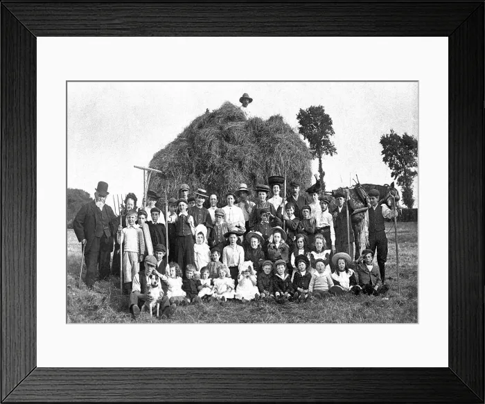 Framed Print : Haymaking early 1900s Framed Print : Haymaking early 1900s