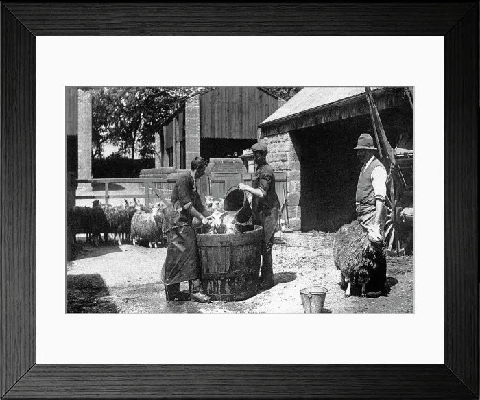 Framed Print : Sheep dipping early 1900s Framed Print : Sheep dipping early 1900s