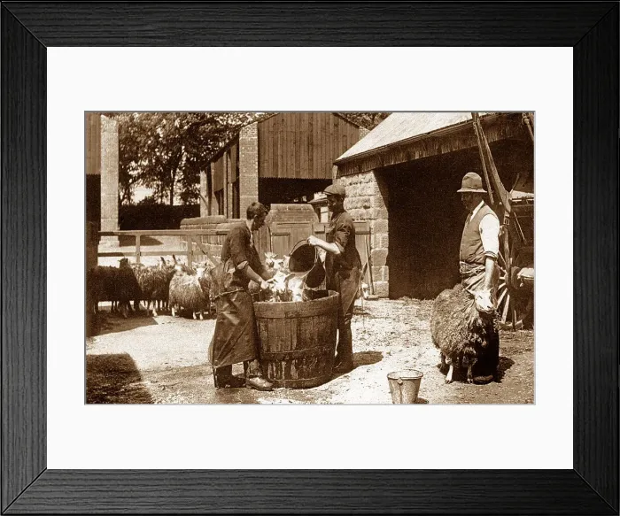Framed Print : Sheep dipping Framed Print : Sheep dipping