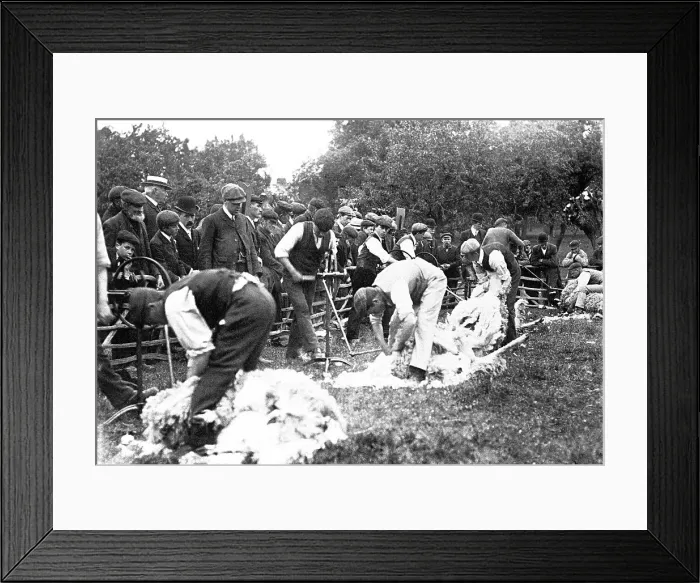 Framed Print : Sheep shearing early 1900s Framed Print : Sheep shearing early 1900s