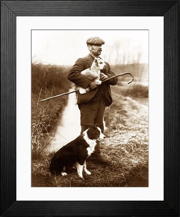 Framed Print : Shepherd and dog early 1900s Framed Print : Shepherd and dog early 1900s