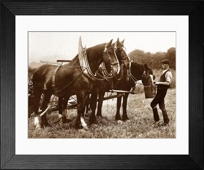 Framed Print : Shire horses Framed Print : Shire horses