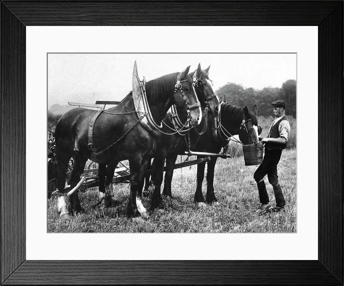 Framed Print : Shire Horses early 1900s Framed Print : Shire Horses early 1900s