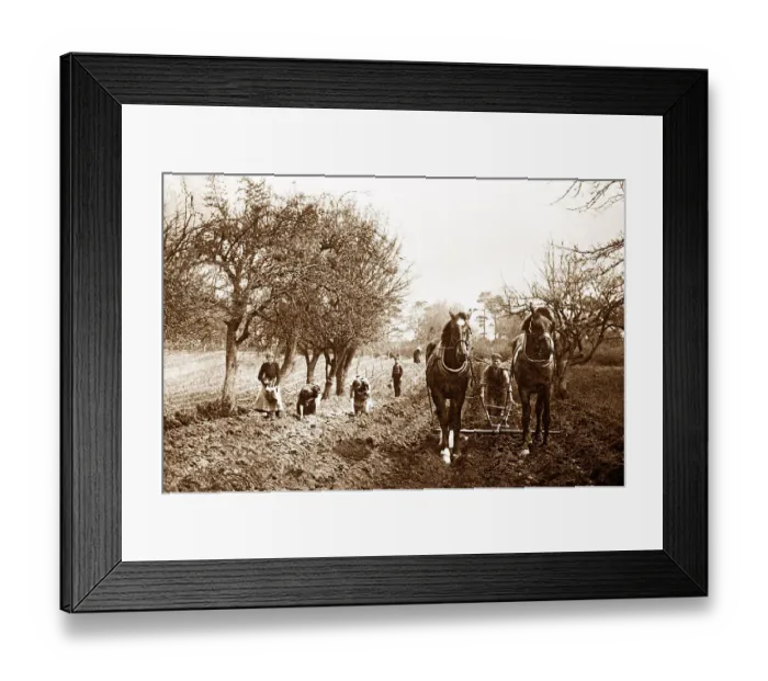 Framed Print : Ploughing early 1900s Framed Print : Ploughing early 1900s